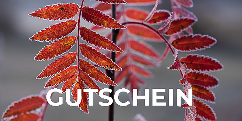 Silberrand - Ebereschenblatt mit Raureif