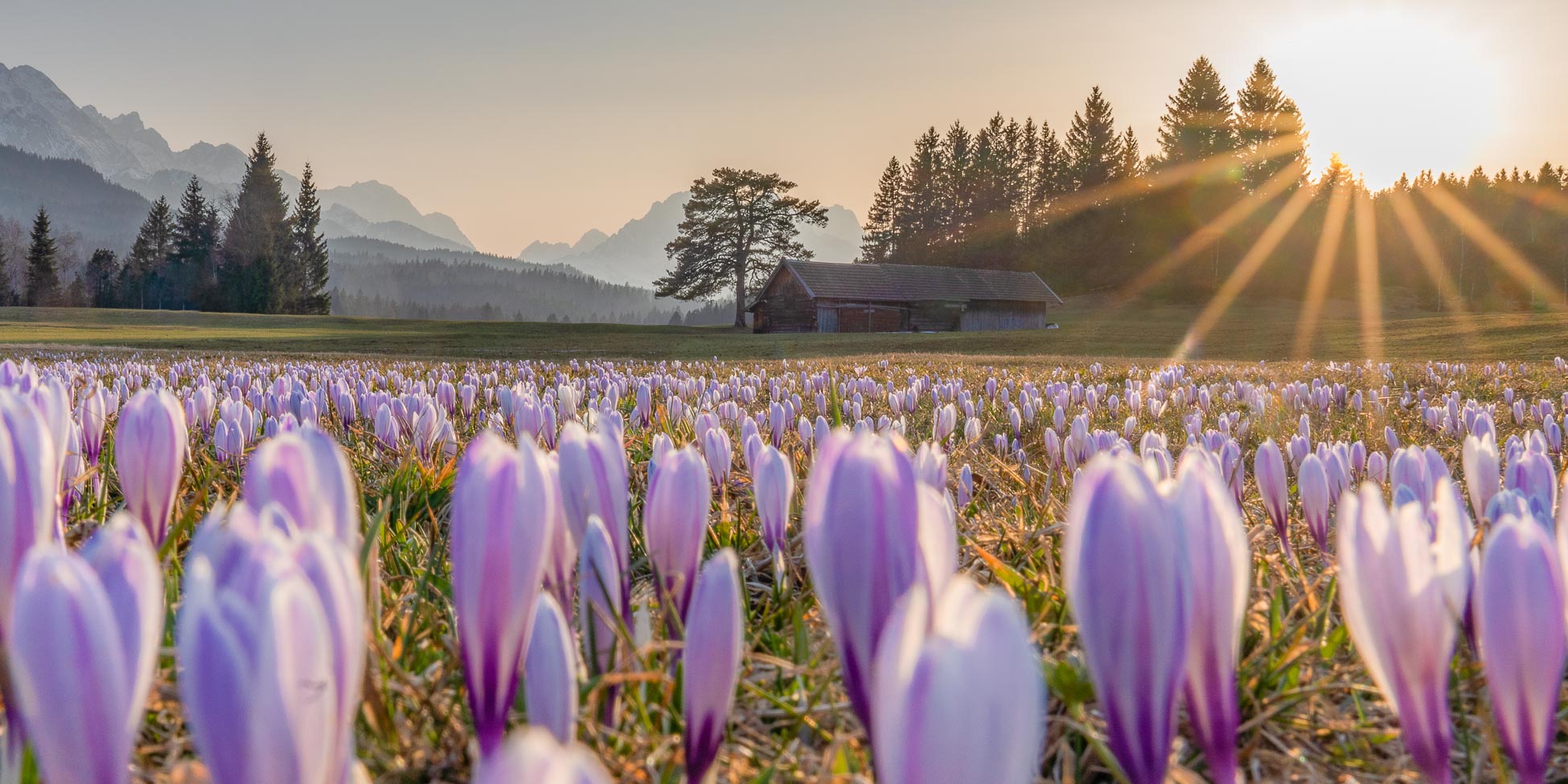 Wenn der Sommer nicht mehr weit ist — Blühende Bergwiese im Werdenfelser Land