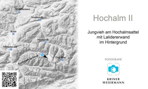 Jungvieh am Hochalmsattel mit Laliedererwand im Hintergrund - Hochalm II -
