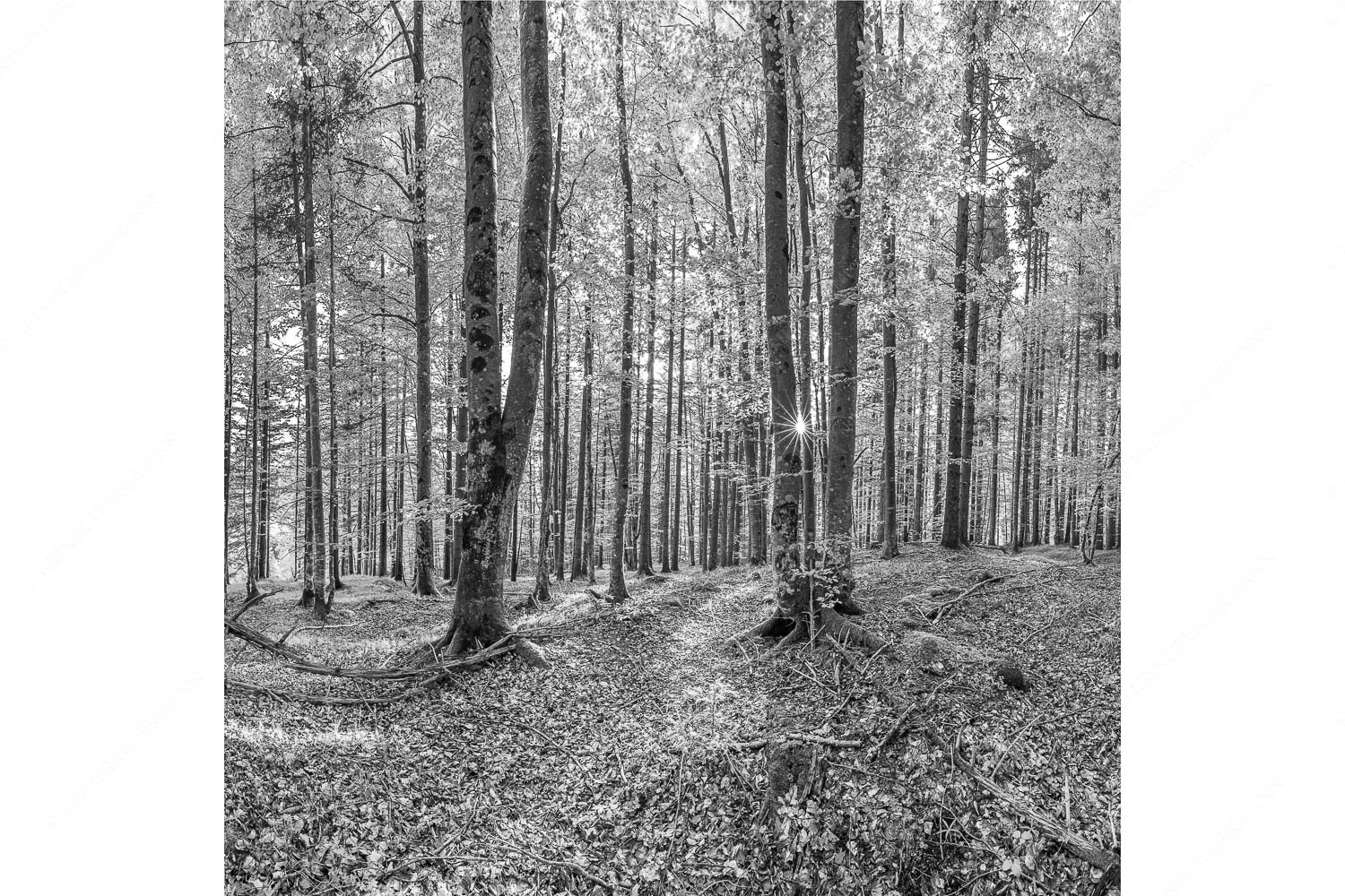 Alles Buchen – Seitenverhältnis 1:1 — Sonne im Wald Die Sonne spitzt durch den Buchenwald