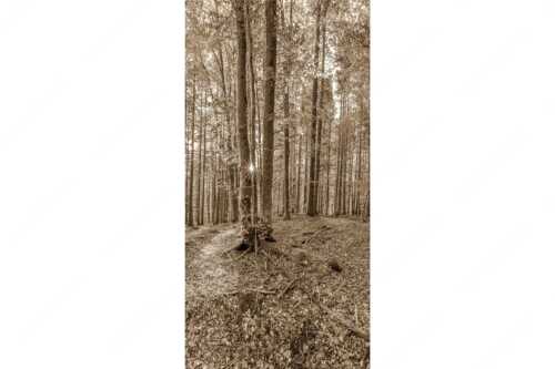 Die Sonne spitzt durch den Buchenwald - Alles Buchen - Seitenverhältnis 1:2 - Sonne im Wald - weitere Infos unter https://www.kriner-weiermann.de