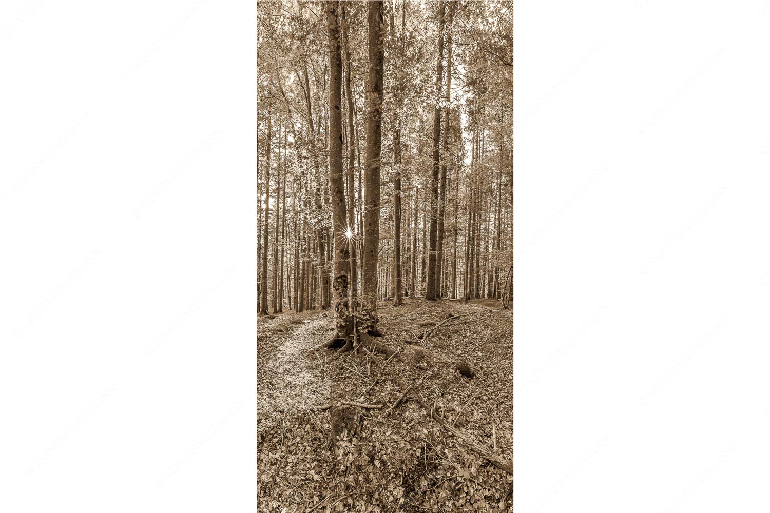Alles Buchen – Seitenverhältnis 1:2 — Sonne im Wald Die Sonne spitzt durch den Buchenwald