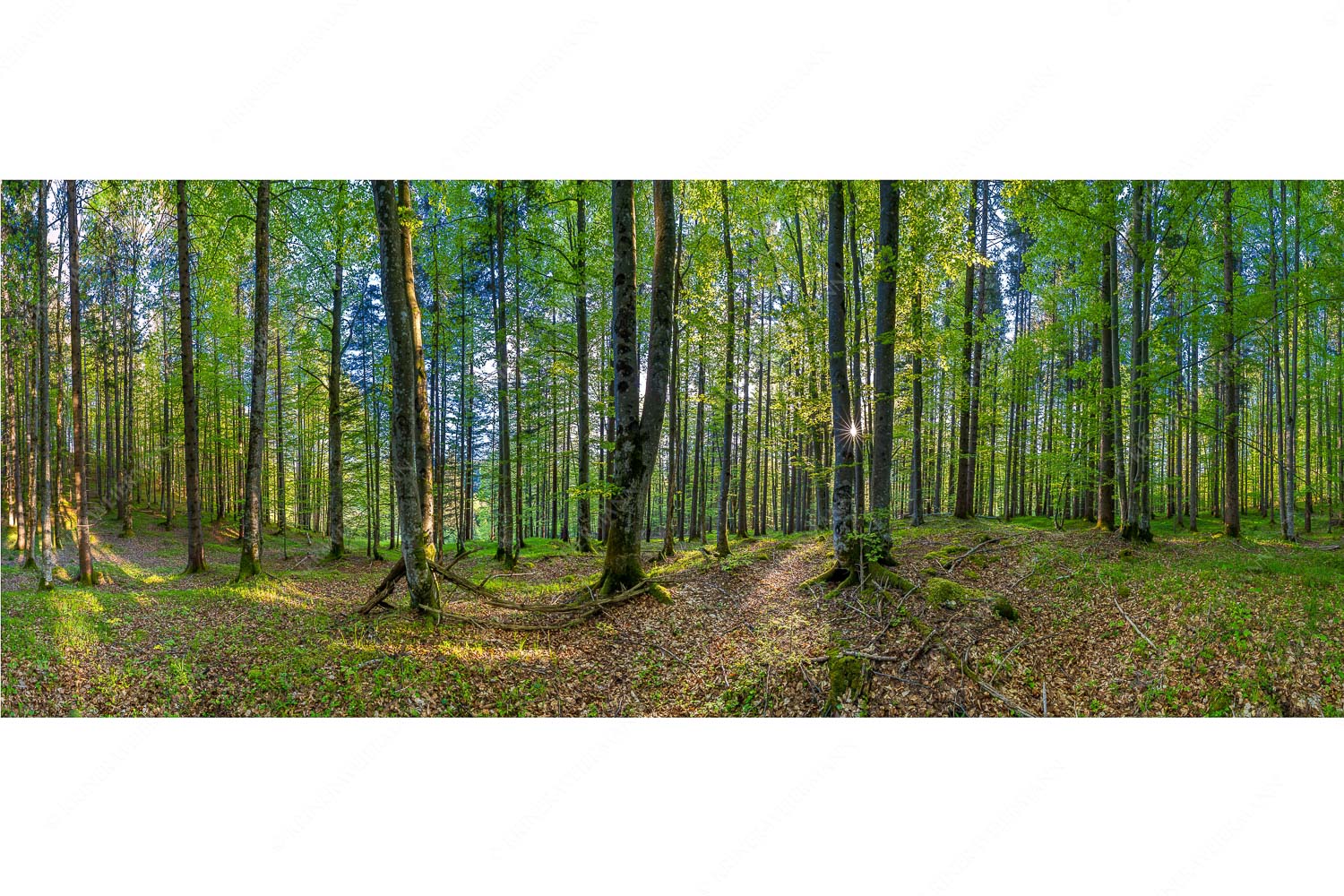 Die Sonne spitzt durch den Buchenwald