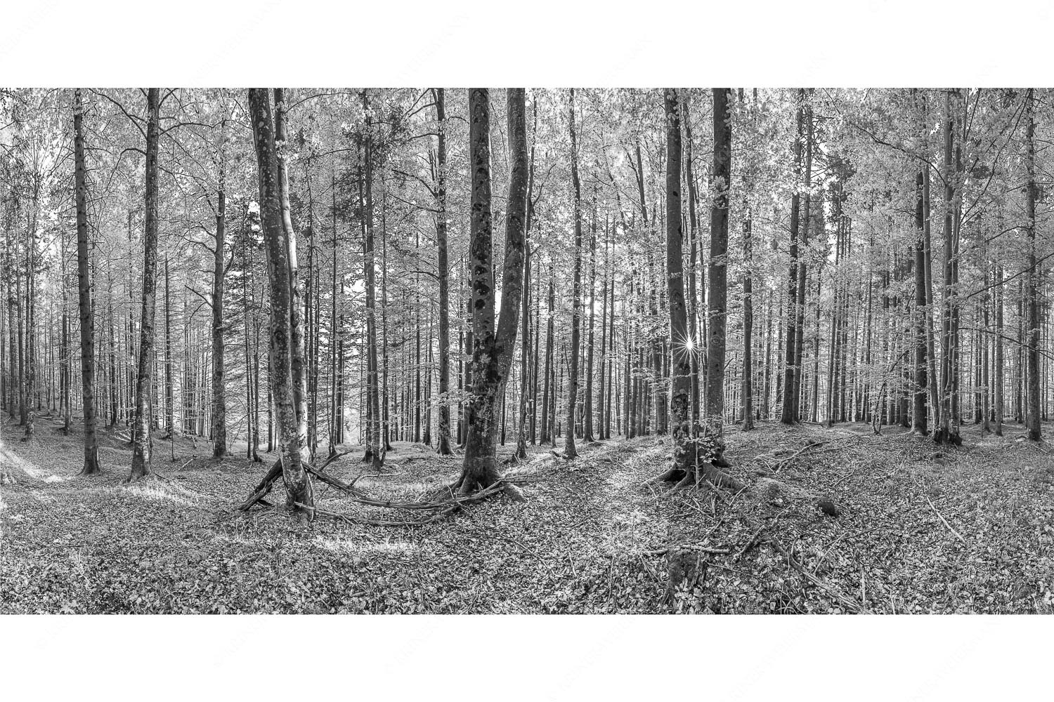 Die Sonne spitzt durch den Buchenwald