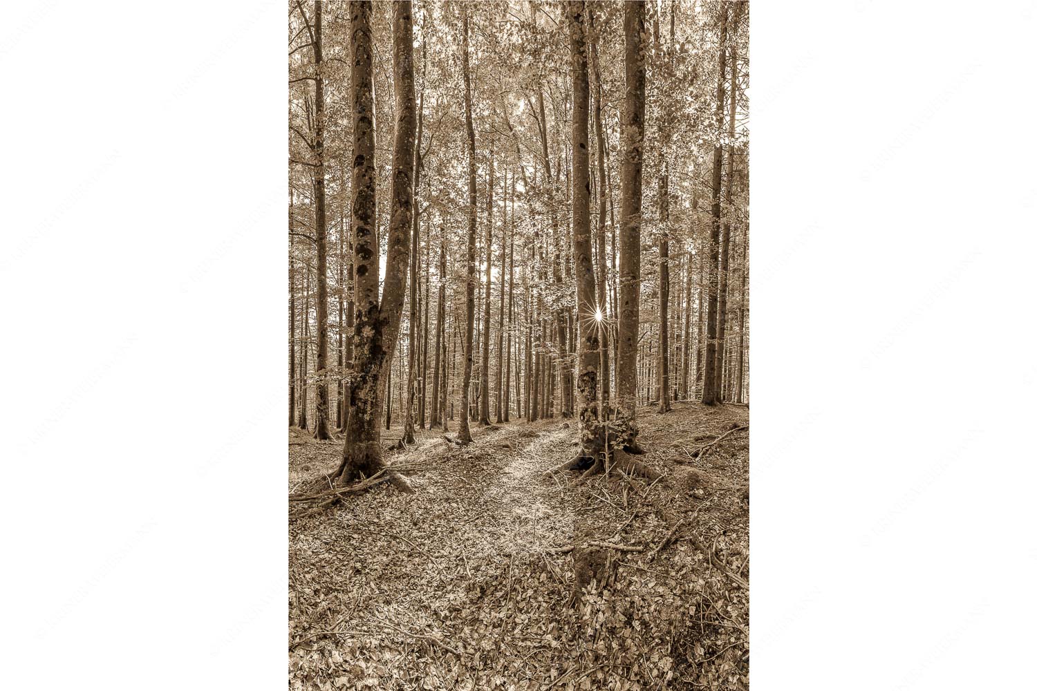 Alles Buchen – Seitenverhältnis 2:3 — Sonne im Wald Die Sonne spitzt durch den Buchenwald