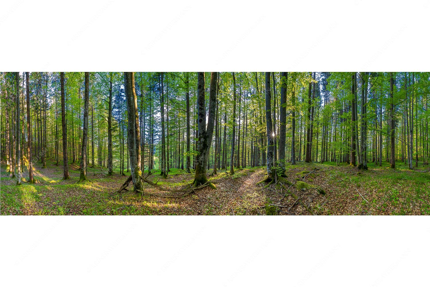 Die Sonne spitzt durch den Buchenwald