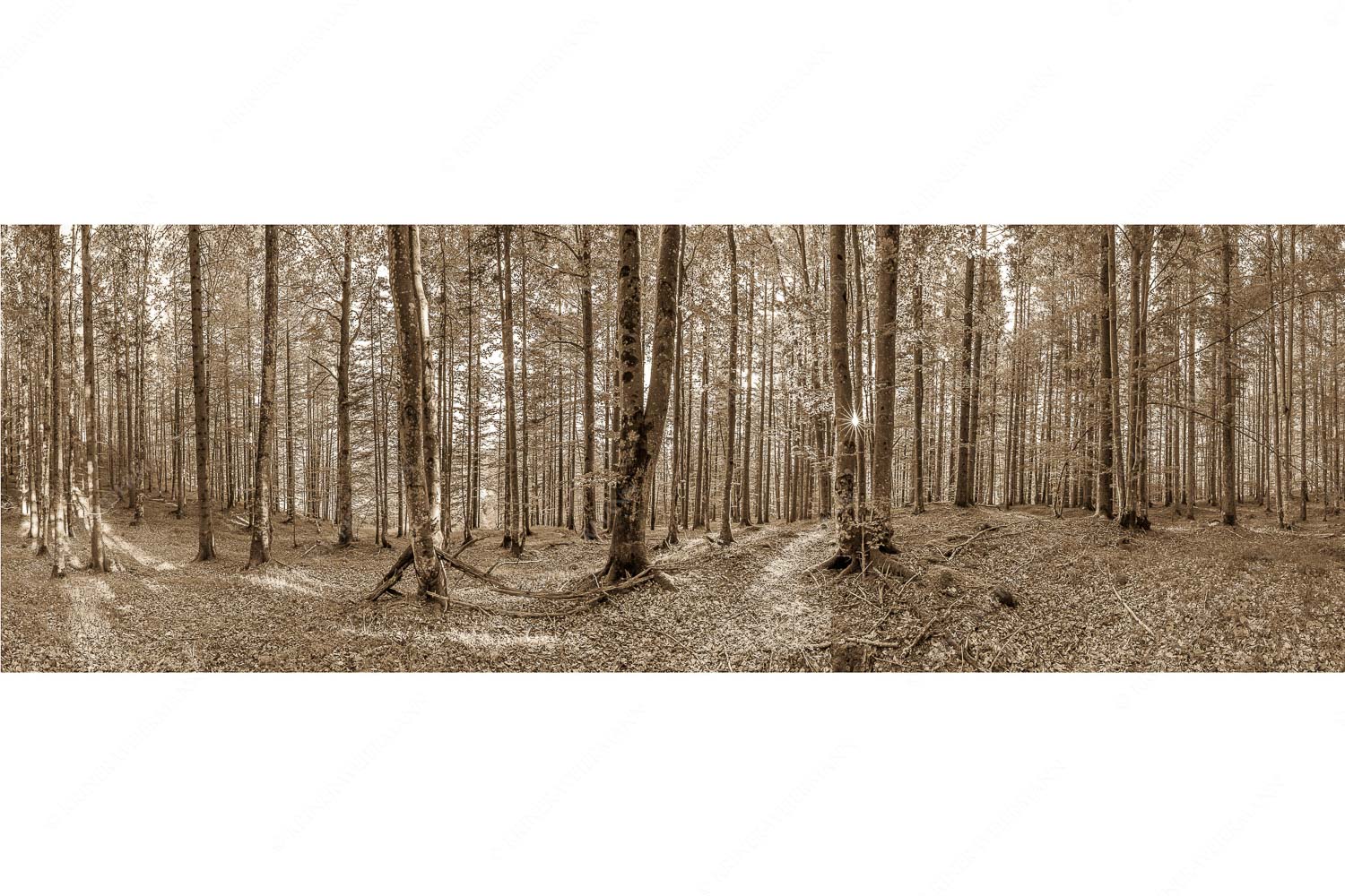 Alles Buchen – Seitenverhältnis 3:1 — Sonne im Wald Die Sonne spitzt durch den Buchenwald