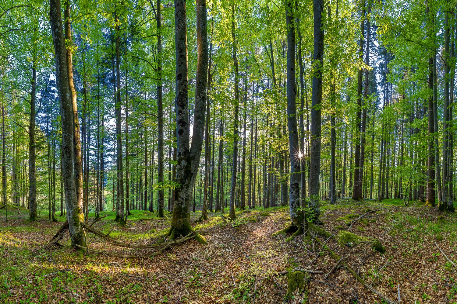 Alles Buchen – Seitenverhältnis 3:2 — Sonne im Wald Die Sonne spitzt durch den Buchenwald
