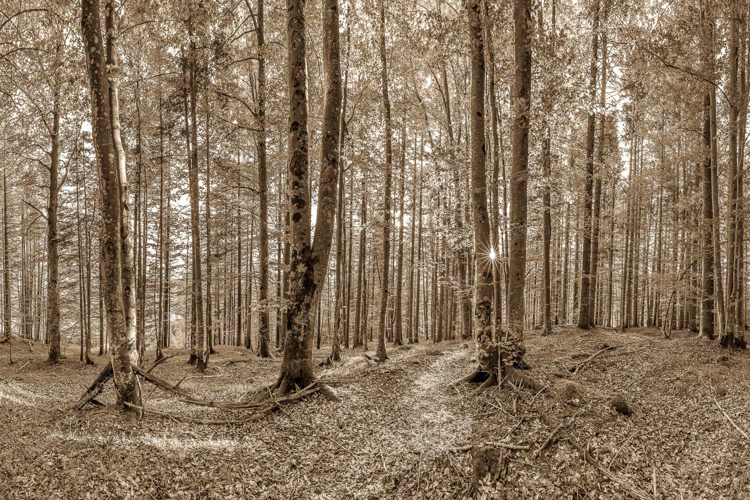 Alles Buchen – Seitenverhältnis 3:2 — Sonne im Wald Die Sonne spitzt durch den Buchenwald