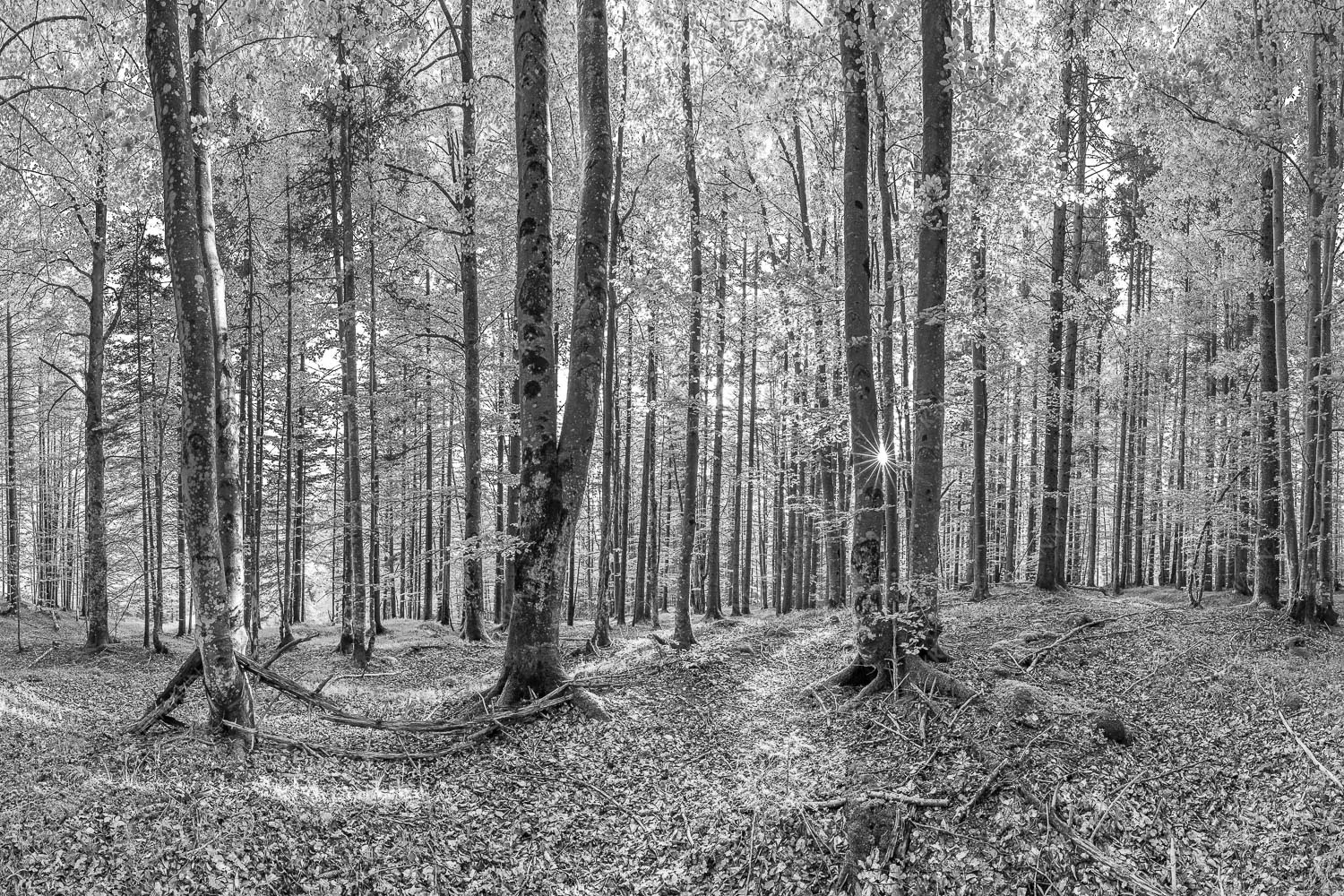 Alles Buchen – Seitenverhältnis 3:2 — Sonne im Wald Die Sonne spitzt durch den Buchenwald