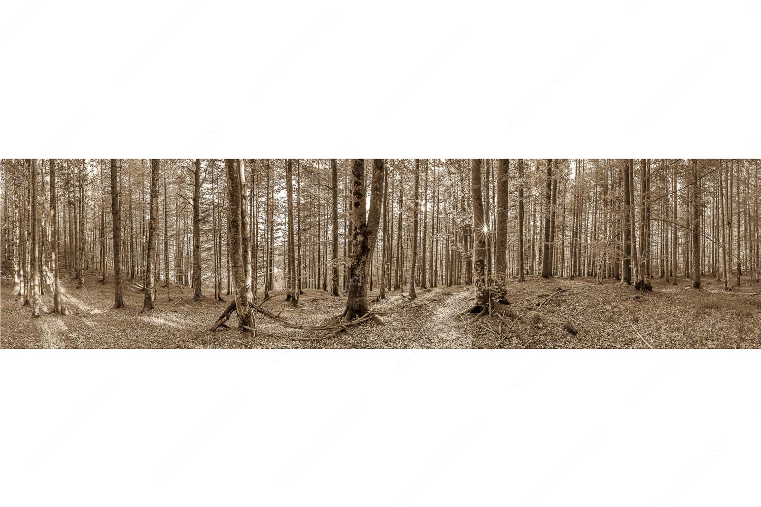 Alles Buchen – Seitenverhältnis 4:1 — Sonne im Wald Die Sonne spitzt durch den Buchenwald