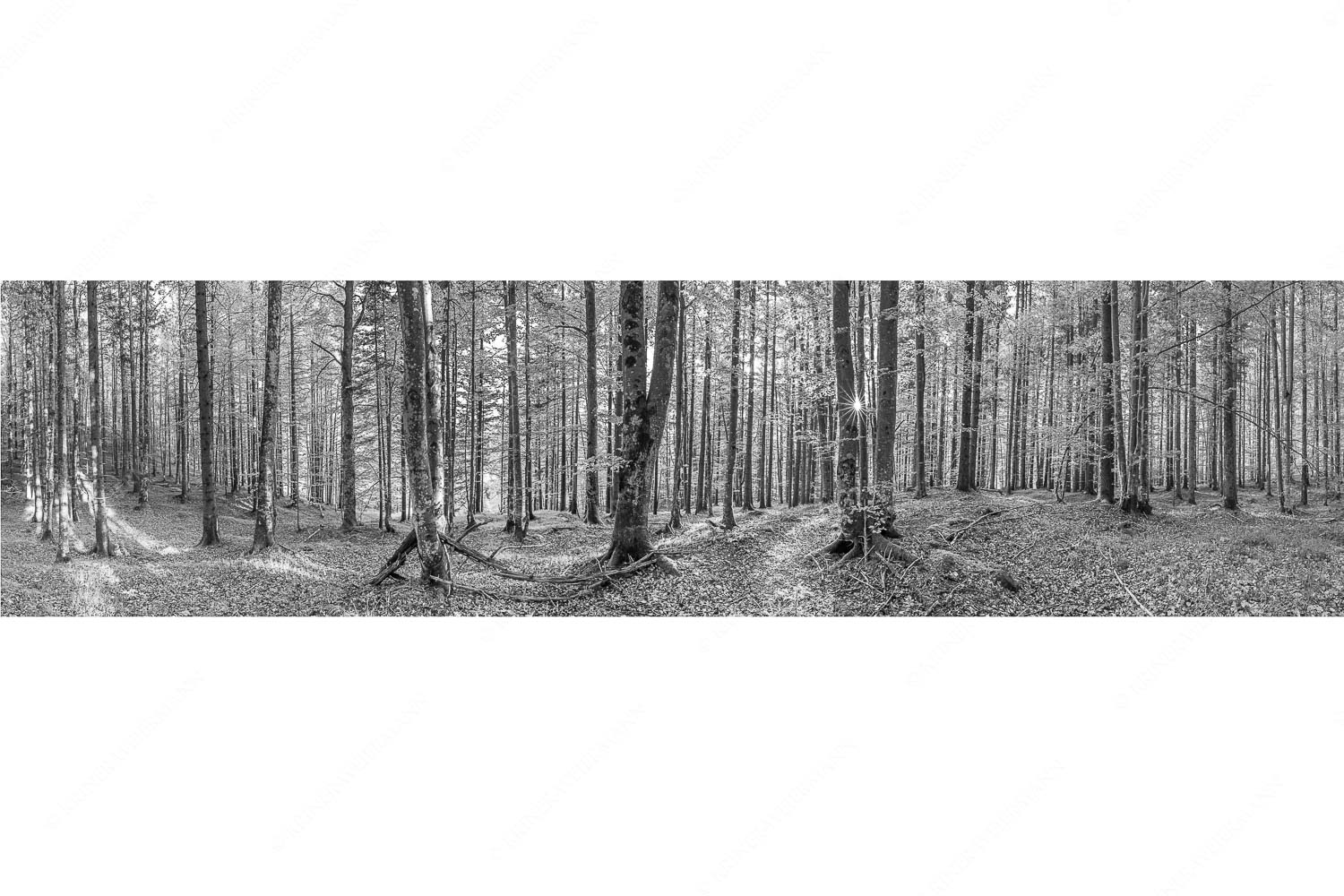 Alles Buchen – Seitenverhältnis 4:1 — Sonne im Wald Die Sonne spitzt durch den Buchenwald