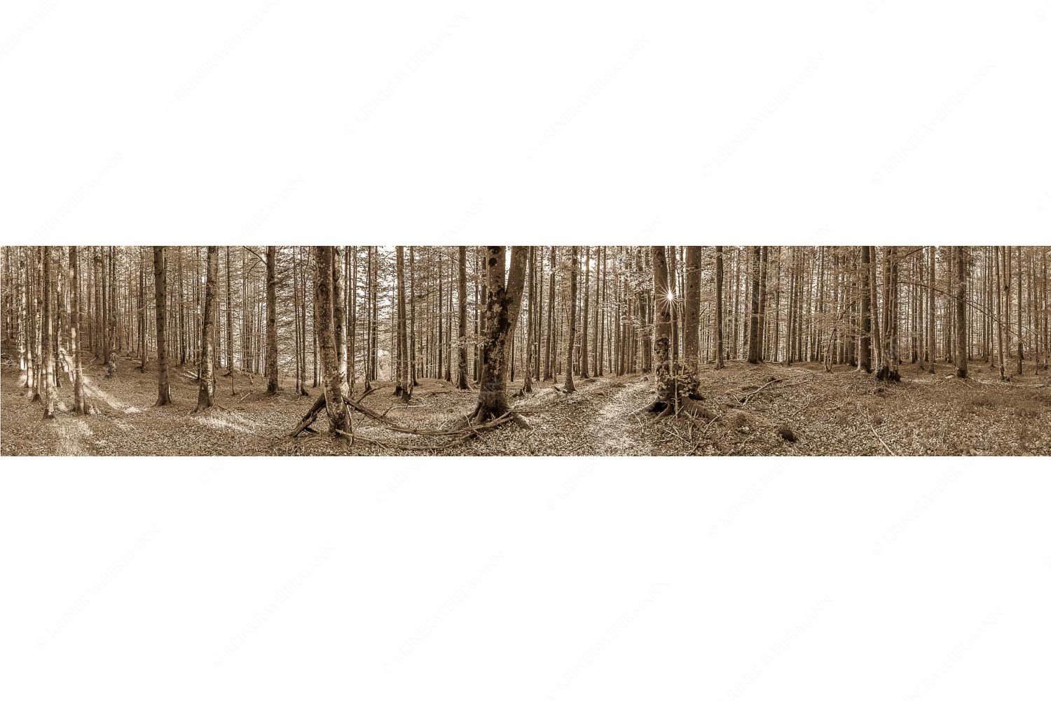 Alles Buchen – Seitenverhältnis 5:1 — Sonne im Wald Die Sonne spitzt durch den Buchenwald