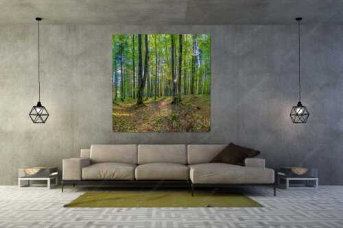 Die Sonne spitzt durch den Buchenwald - Alles Buchen - Größe ca. 160x160cm, Seitenverhältnis 1:1 - Sonne im Wald - weitere Infos unter https://www.kriner-weiermann.de