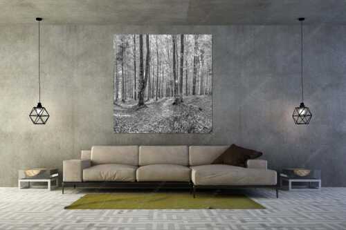 Die Sonne spitzt durch den Buchenwald - Alles Buchen - Größe ca. 160x160cm, Seitenverhältnis 1:1 - Sonne im Wald - weitere Infos unter https://www.kriner-weiermann.de