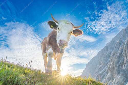 Jungvieh auf der Alm im Wettersteingebirge - Almsommermorgen III - Seitenverhältnis 3:2 - Kuh im Wetterstein - weitere Infos unter https://www.kriner-weiermann.de