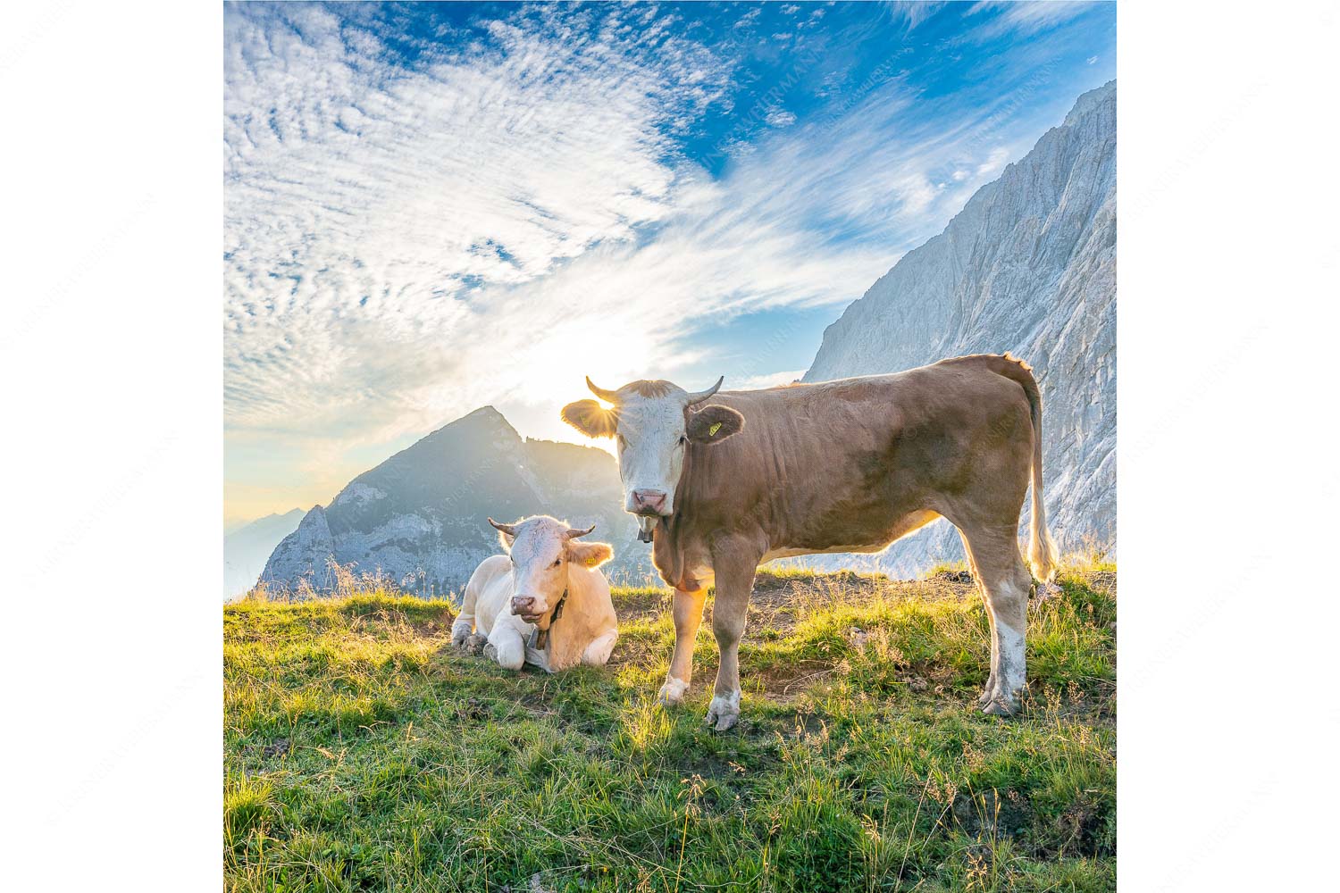 Almsommermorgen IV – Seitenverhältnis 1:1 — Junge Rinder auf der Alm Jungvieh auf der Alm im Wettersteingebirge bei Sonnenaufgang