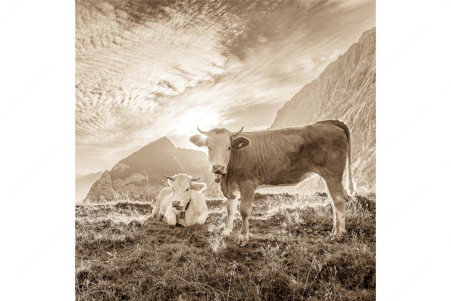 Almsommermorgen IV – Seitenverhältnis 1:1 — Junge Rinder auf der Alm Jungvieh auf der Alm im Wettersteingebirge bei Sonnenaufgang