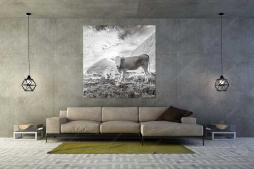 Jungvieh auf der Alm im Wettersteingebirge bei Sonnenaufgang - Almsommermorgen IV - Größe ca. 160x160cm, Seitenverhältnis 1: - Junge Rinder auf der Alm - weitere Infos unter https://www.kriner-weiermann.de