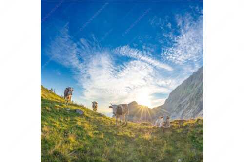 Jungvieh am Kämisattel mit Sonnenaufgang am Zirbelkopf im Wettersteingebirge - Almsommermorgen - Seitenverhältnis 1:1 - Rinder Kälber im Wetterstein - weitere Infos unter https://www.kriner-weiermann.de
