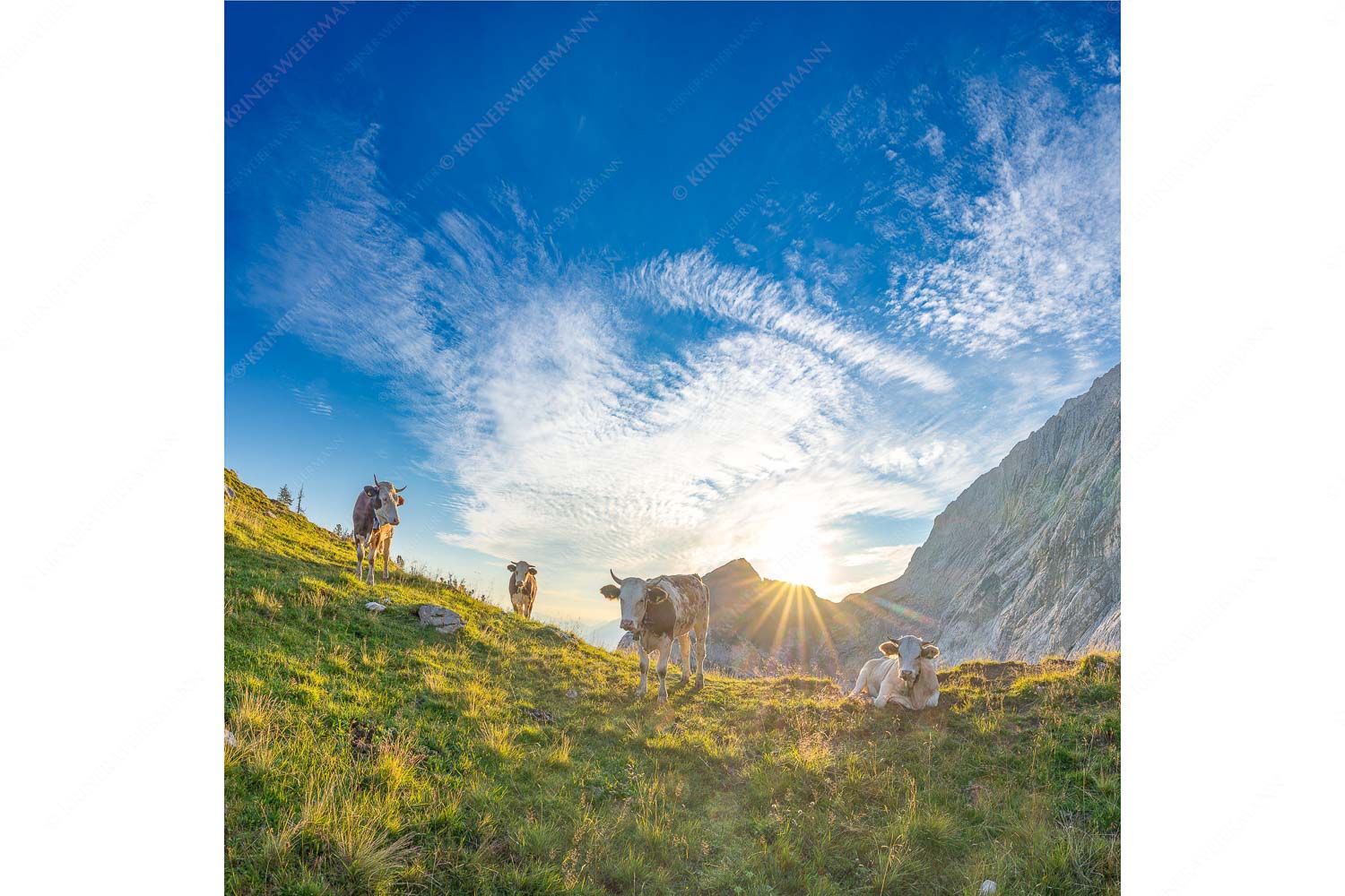 Jungvieh am Kämisattel mit Sonnenaufgang am Zirbelkopf im Wettersteingebirge