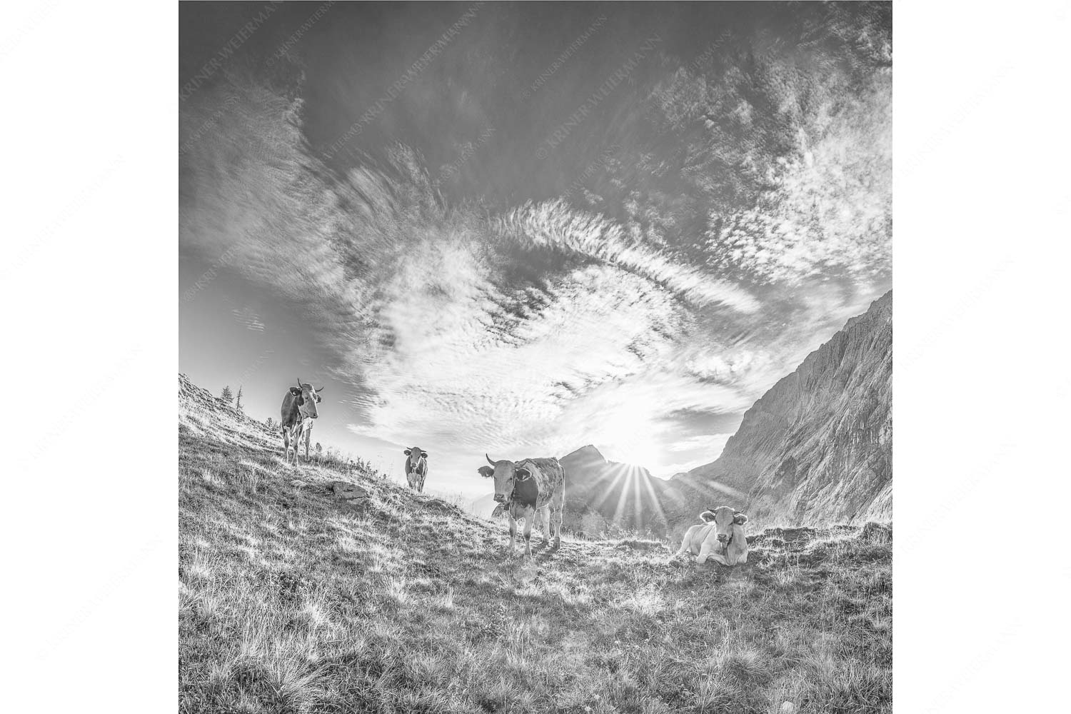 Almsommermorgen – Seitenverhältnis 1:1 — Rinder Kälber im Wetterstein Jungvieh am Kämisattel mit Sonnenaufgang am Zirbelkopf im Wettersteingebirge