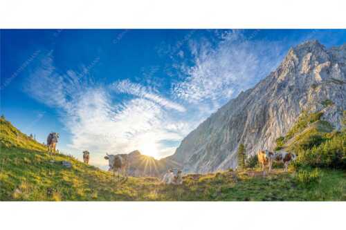 Jungvieh am Kämisattel mit Sonnenaufgang am Zirbelkopf im Wettersteingebirge - Almsommermorgen - Seitenverhältnis 2:1 - Rinder Kälber im Wetterstein - weitere Infos unter https://www.kriner-weiermann.de