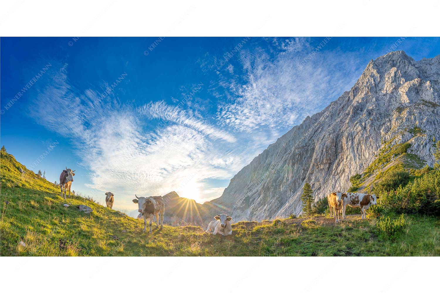 Almsommermorgen – Seitenverhältnis 2:1 — Rinder Kälber im Wetterstein Jungvieh am Kämisattel mit Sonnenaufgang am Zirbelkopf im Wettersteingebirge