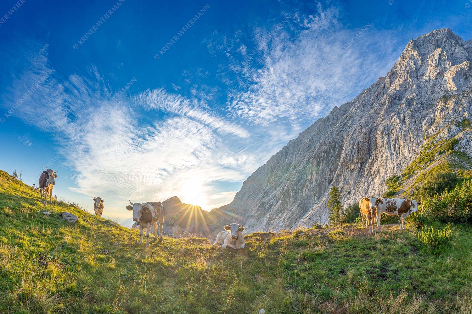 Almsommermorgen – Seitenverhältnis 3:2 — Rinder Kälber im Wetterstein Jungvieh am Kämisattel mit Sonnenaufgang am Zirbelkopf im Wettersteingebirge
