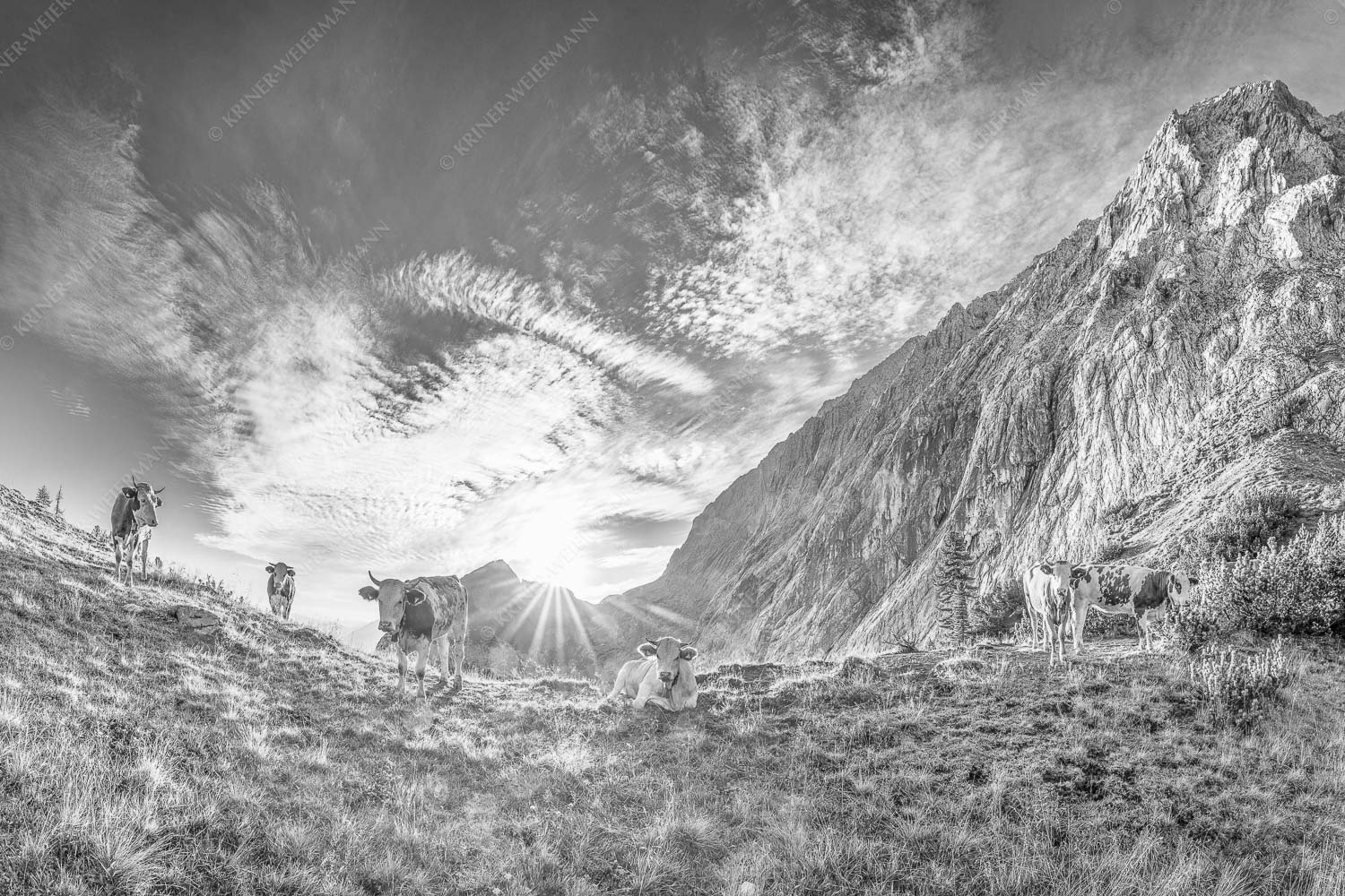 Almsommermorgen – Seitenverhältnis 3:2 — Rinder Kälber im Wetterstein Jungvieh am Kämisattel mit Sonnenaufgang am Zirbelkopf im Wettersteingebirge