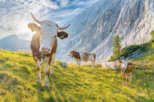 Jungvieh auf der Alm im Wettersteingebirge - Almsommermorgen V - Seitenverhältnis 3:2 - Rinder Kälber im Werdenfelserland - weitere Infos unter https://www.kriner-weiermann.de