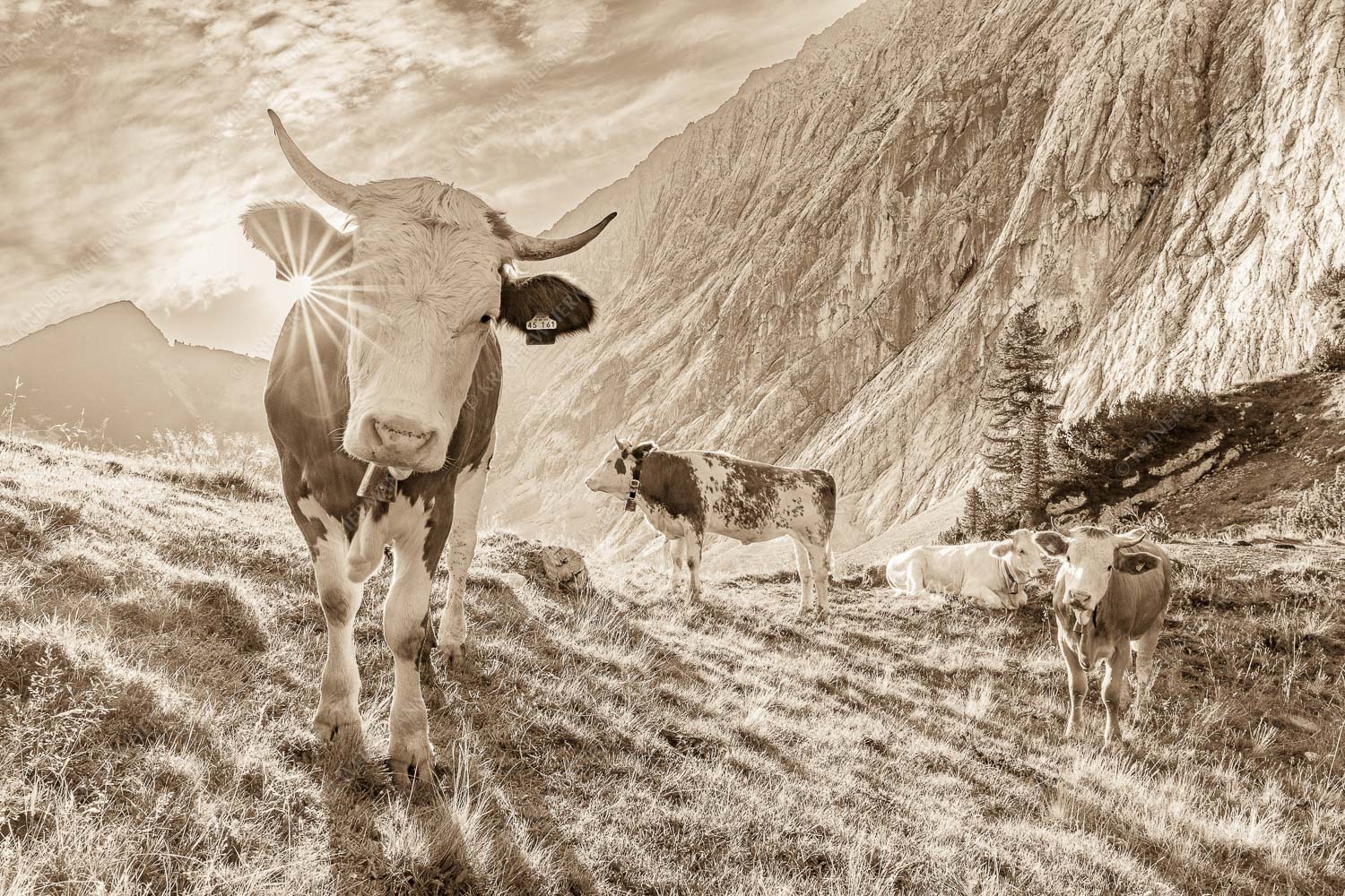 Almsommermorgen V – Seitenverhältnis 3:2 — Rinder Kälber im Werdenfelserland Jungvieh auf der Alm im Wettersteingebirge