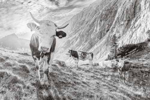 Jungvieh auf der Alm im Wettersteingebirge - Almsommermorgen V - Seitenverhältnis 3:2 - Rinder Kälber im Werdenfelserland - weitere Infos unter https://www.kriner-weiermann.de