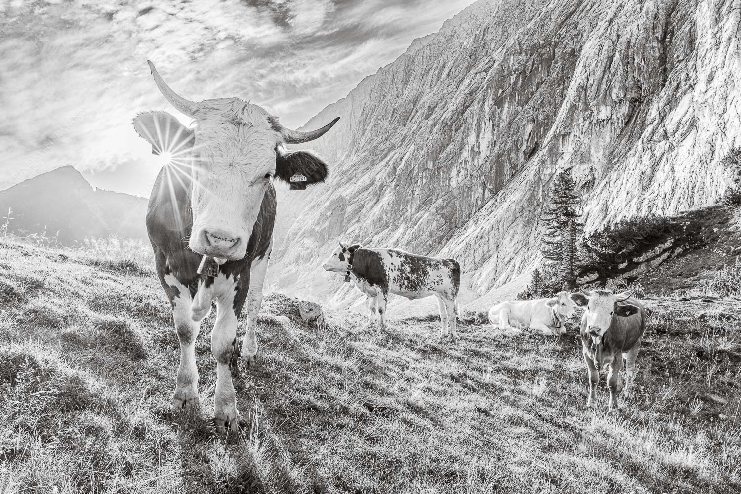 Jungvieh auf der Alm im Wettersteingebirge - Almsommermorgen V - Seitenverhältnis 3:2 - Rinder Kälber im Werdenfelserland - weitere Infos unter https://www.kriner-weiermann.de