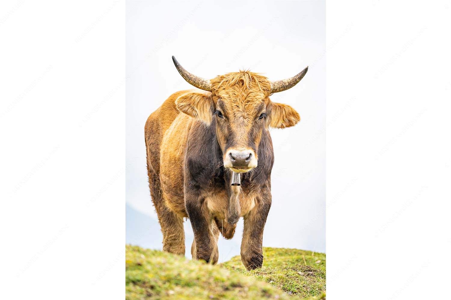 Junge Murnau Werdenfelser auf der Alm