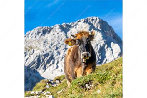 Jungvieh mit Hohen Gaifam Stuibensee im Wettersteingebirge - Alpin unterwegs - Seitenverhältnis 1:1 - Kälber auf der Alm im Werdenfels - weitere Infos unter https://www.kriner-weiermann.de