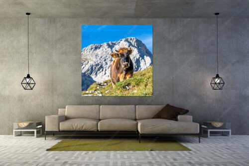 Jungvieh mit Hohen Gaifam Stuibensee im Wettersteingebirge - Alpin unterwegs - Größe ca. 160x160cm, Seitenverhältnis 1:1 - Kälber auf der Alm im Werdenfels - weitere Infos unter https://www.kriner-weiermann.de