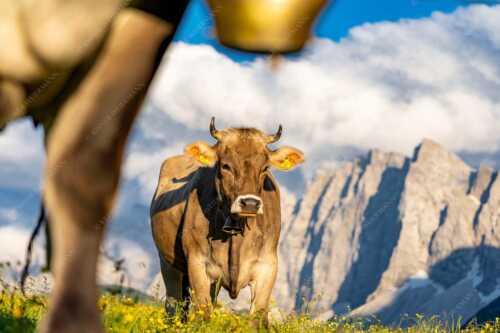 Jungvieh im Karwendel mit Lalidererwand - Alpinealm - Seitenverhältnis 3:2 - Kühe im Karwendel mit Laliderer - weitere Infos unter https://www.kriner-weiermann.de