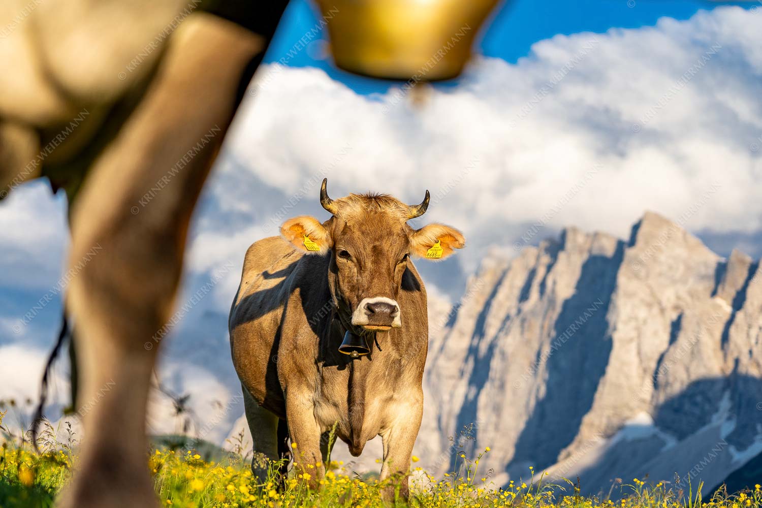 Alpinealm – Seitenverhältnis 3:2 — Kühe im Karwendel mit Laliderer Jungvieh im Karwendel mit Lalidererwand