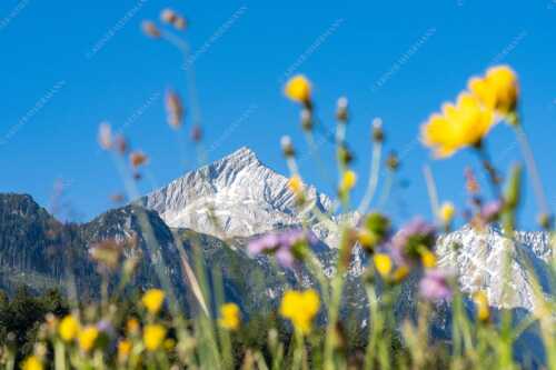 Blumenwiese in Garmisch mit Blick zur Alpspitze - Alpspitz Sommer - Seitenverhältnis 3:2 - Blumen mit Alpspitze - weitere Infos unter https://www.kriner-weiermann.de