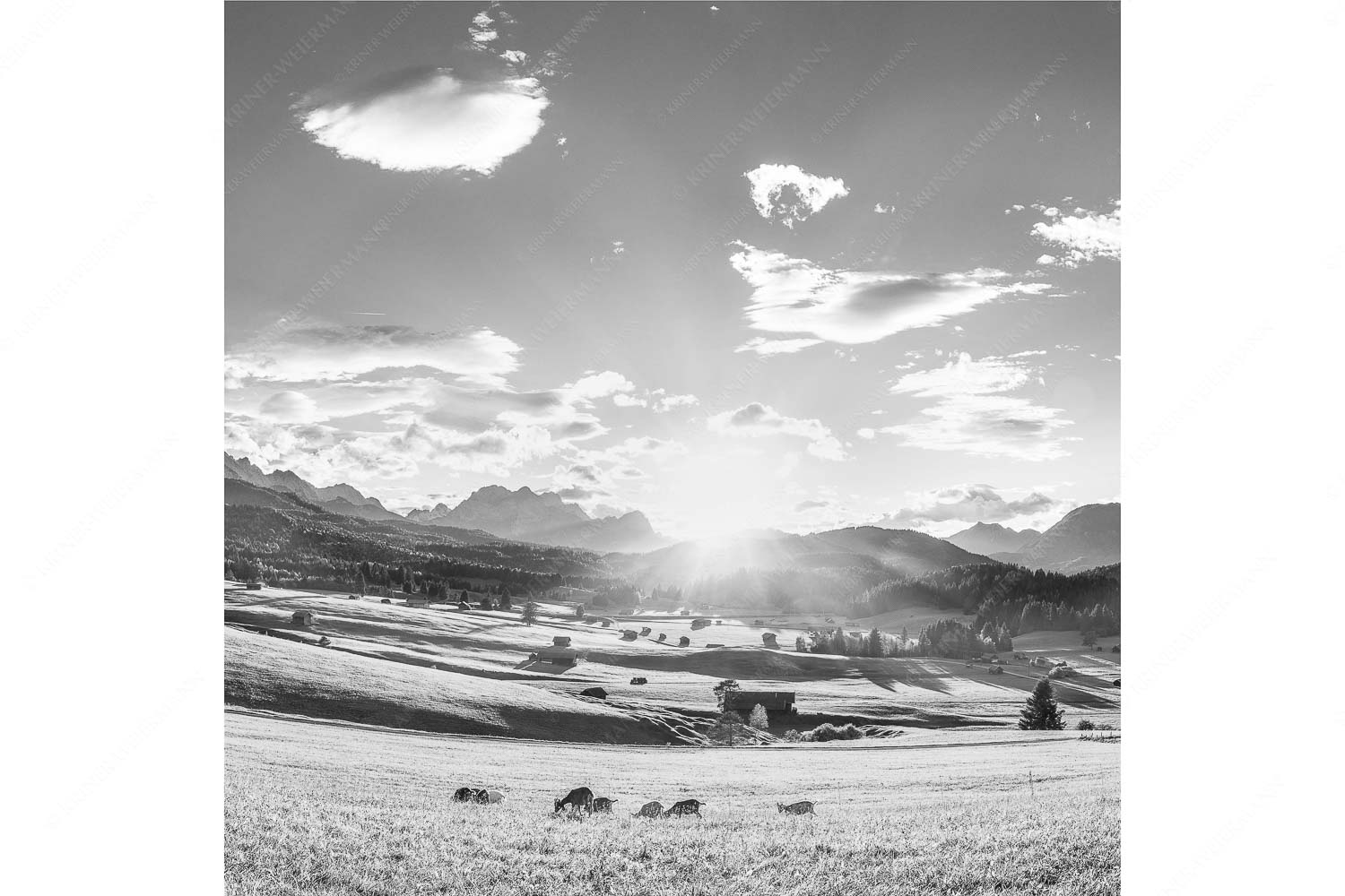 Am Tonihof – Seitenverhältnis 1:1 — Wetterstein und Estergebirge Blick in den Sonnenuntergang am Zugspitzmassiv