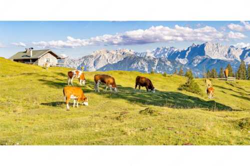 Blick über Krüneralm ins Karwendelgebirge - Auf da Krüneralm IV - Seitenverhältnis 2:1 - Junge Kälber im Estergebirge - weitere Infos unter https://www.kriner-weiermann.de