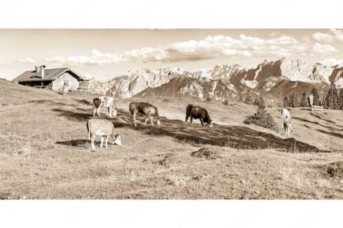 Blick über Krüneralm ins Karwendelgebirge - Auf da Krüneralm IV - Seitenverhältnis 2:1 - Junge Kälber im Estergebirge - weitere Infos unter https://www.kriner-weiermann.de