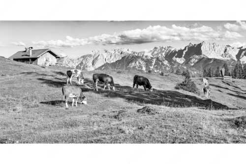 Blick über Krüneralm ins Karwendelgebirge - Auf da Krüneralm IV - Seitenverhältnis 2:1 - Junge Kälber im Estergebirge - weitere Infos unter https://www.kriner-weiermann.de