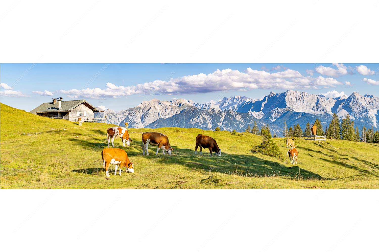 Blick über Krüneralm ins Karwendelgebirge - Auf da Krüneralm IV - Seitenverhältnis 3:1 - Junge Kälber im Estergebirge - weitere Infos unter https://www.kriner-weiermann.de