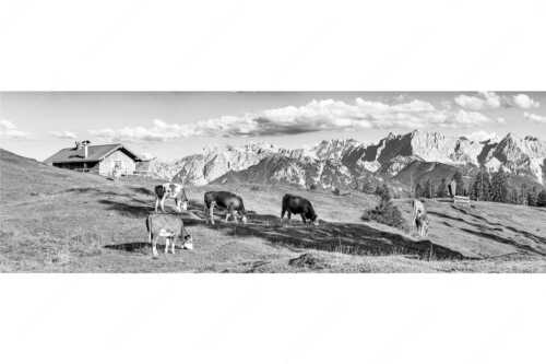 Blick über Krüneralm ins Karwendelgebirge - Auf da Krüneralm IV - Seitenverhältnis 3:1 - Junge Kälber im Estergebirge - weitere Infos unter https://www.kriner-weiermann.de