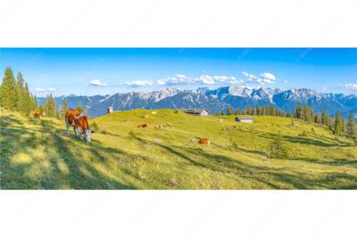 Blick über Krüneralm ins Karwendelgebirge - Auf da Krüneralm - Seitenverhältnis 2,5:1 - Kühe auf der Alm im Estergebirge - weitere Infos unter https://www.kriner-weiermann.de