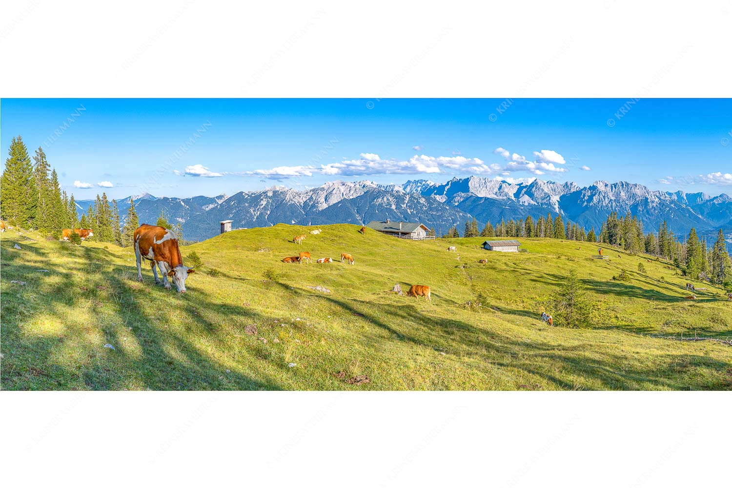 Auf da Krüneralm – Seitenverhältnis 2,5:1 — Kühe auf der Alm im Estergebirge Blick über Krüneralm ins Karwendelgebirge