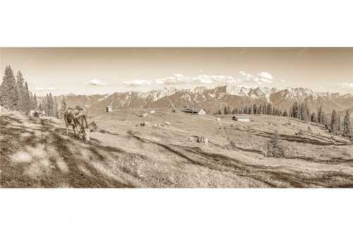 Blick über Krüneralm ins Karwendelgebirge - Auf da Krüneralm - Seitenverhältnis 2,5:1 - Kühe auf der Alm im Estergebirge - weitere Infos unter https://www.kriner-weiermann.de