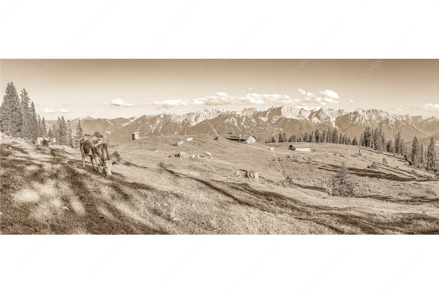 Auf da Krüneralm – Seitenverhältnis 2,5:1 — Kühe auf der Alm im Estergebirge Blick über Krüneralm ins Karwendelgebirge